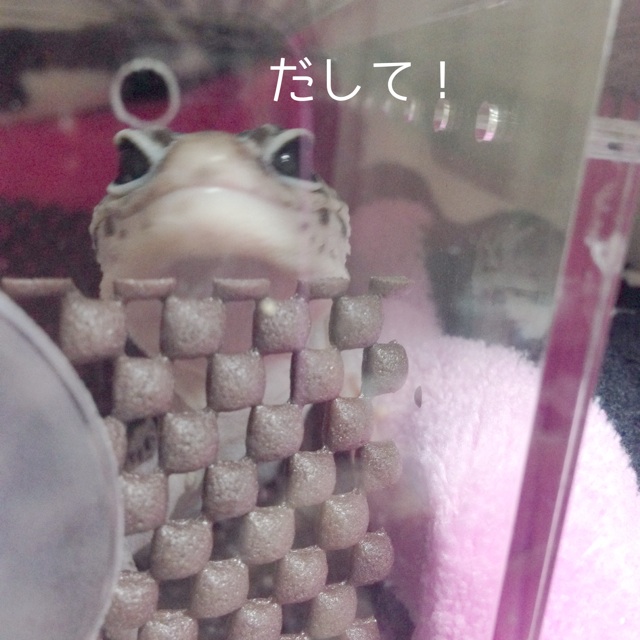 f:id:leopa0619:20140707002811j:plain f:id:leopa0619:20140707002811j:plain