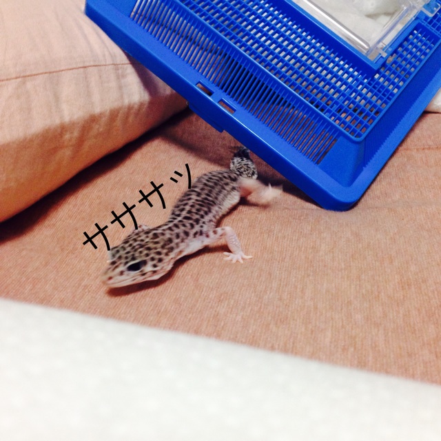 f:id:leopa0619:20140707004033j:plain f:id:leopa0619:20140707004033j:plain