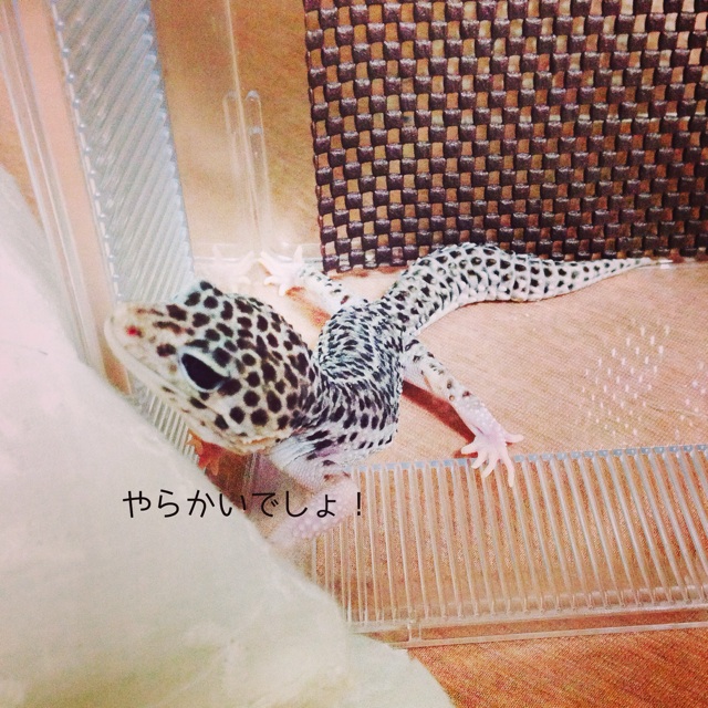 f:id:leopa0619:20140707011106j:plain f:id:leopa0619:20140707011106j:plain