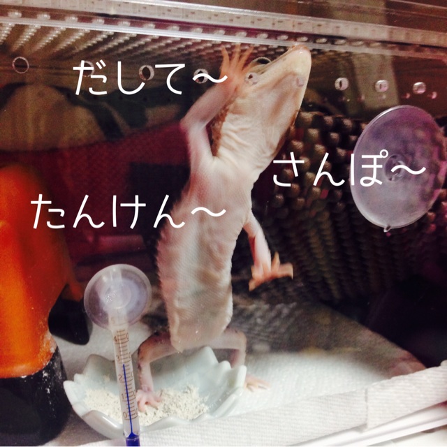 f:id:leopa0619:20140708080402j:plain f:id:leopa0619:20140708080402j:plain