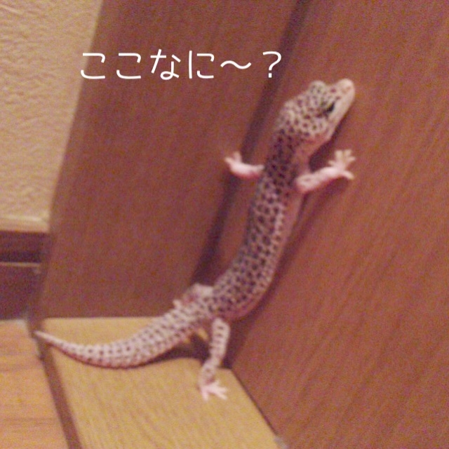 f:id:leopa0619:20140708080538j:plain f:id:leopa0619:20140708080538j:plain