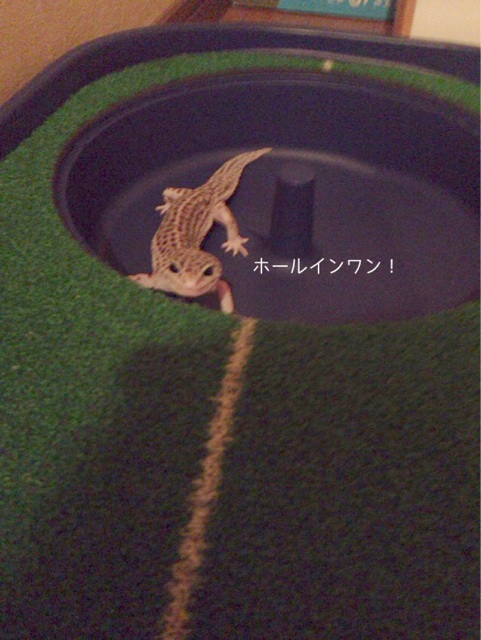 f:id:leopa0619:20140708080934j:plain f:id:leopa0619:20140708080934j:plain