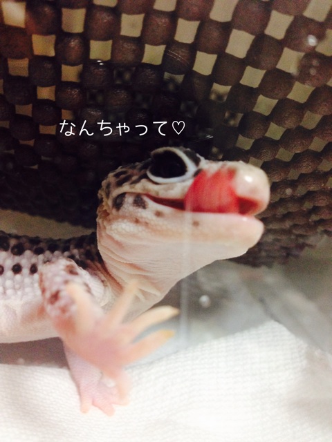 f:id:leopa0619:20140711221259j:plain f:id:leopa0619:20140711221259j:plain
