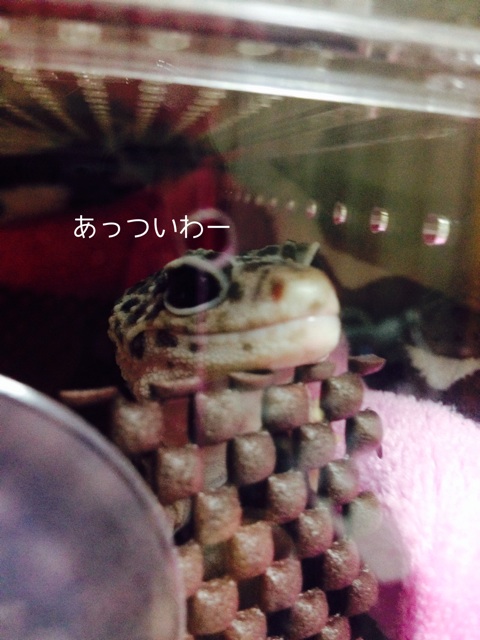 f:id:leopa0619:20140711221341j:plain f:id:leopa0619:20140711221341j:plain