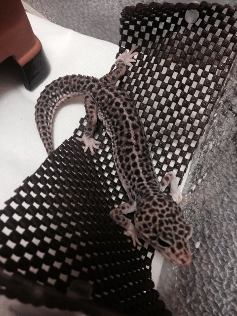 f:id:leopa0619:20140714222306j:plain f:id:leopa0619:20140714222306j:plain