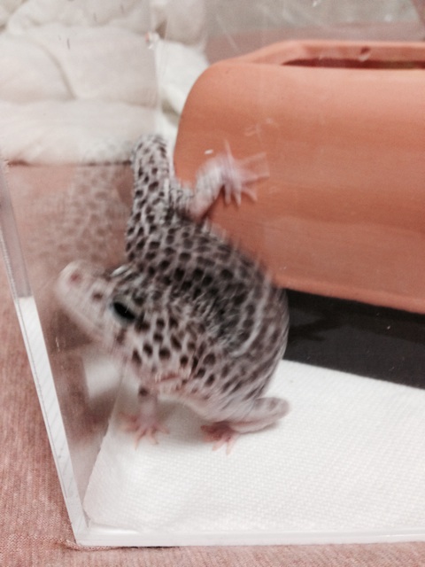 f:id:leopa0619:20140714222336j:plain f:id:leopa0619:20140714222336j:plain