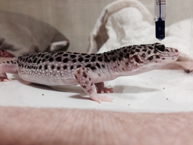 f:id:leopa0619:20140715003702j:plain f:id:leopa0619:20140715003702j:plain