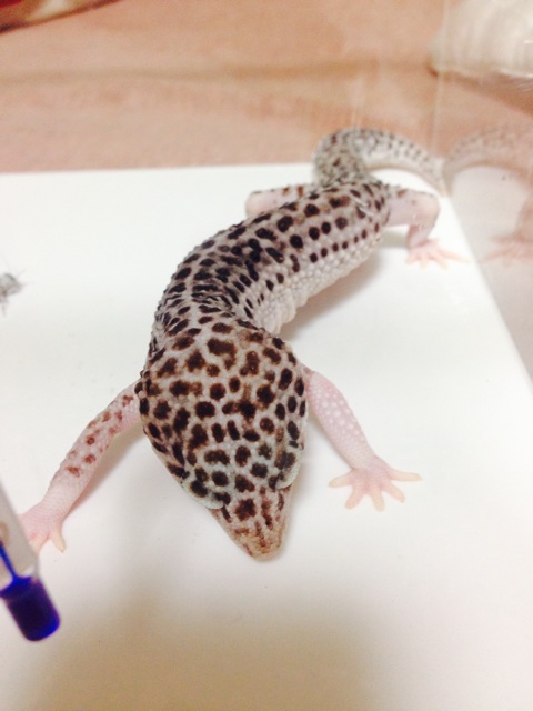 f:id:leopa0619:20140719135313j:plain f:id:leopa0619:20140719135313j:plain