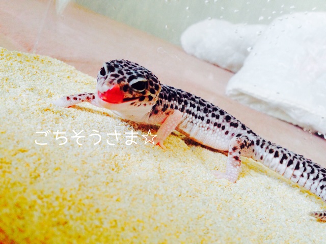 f:id:leopa0619:20140721170813j:plain f:id:leopa0619:20140721170813j:plain