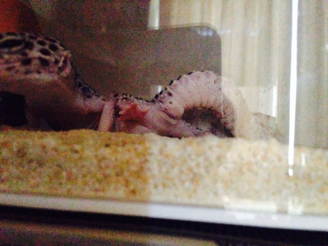 f:id:leopa0619:20140721232825j:plain f:id:leopa0619:20140721232825j:plain