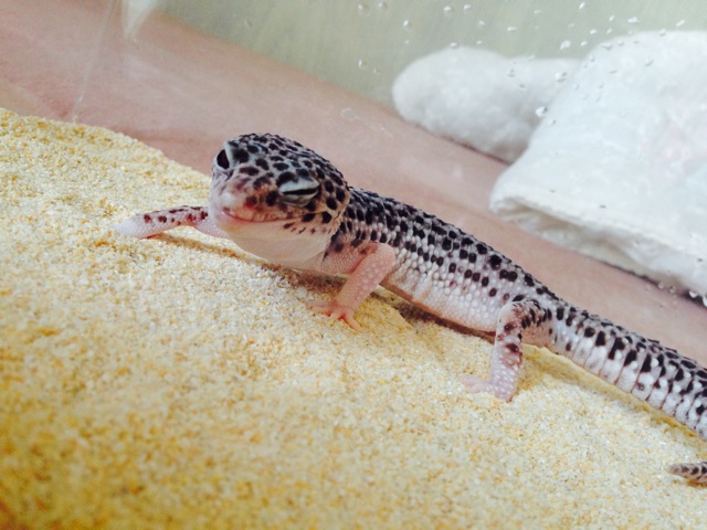 f:id:leopa0619:20140721233545j:plain f:id:leopa0619:20140721233545j:plain