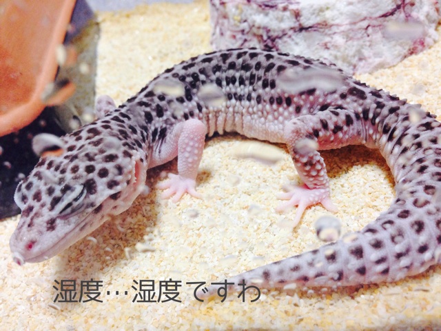 f:id:leopa0619:20140723083624j:plain f:id:leopa0619:20140723083624j:plain