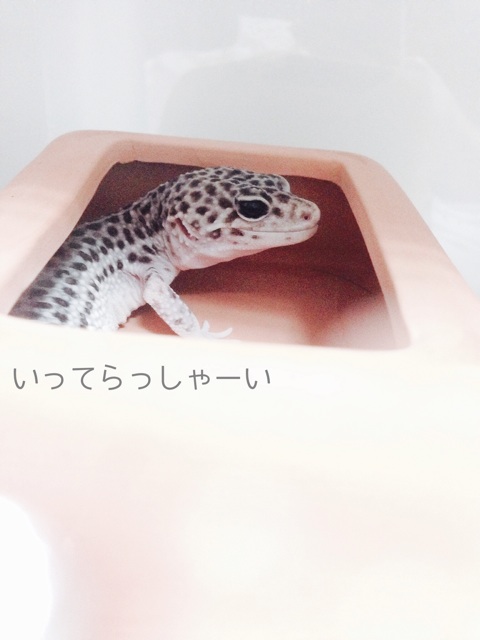 f:id:leopa0619:20140725074049j:plain f:id:leopa0619:20140725074049j:plain