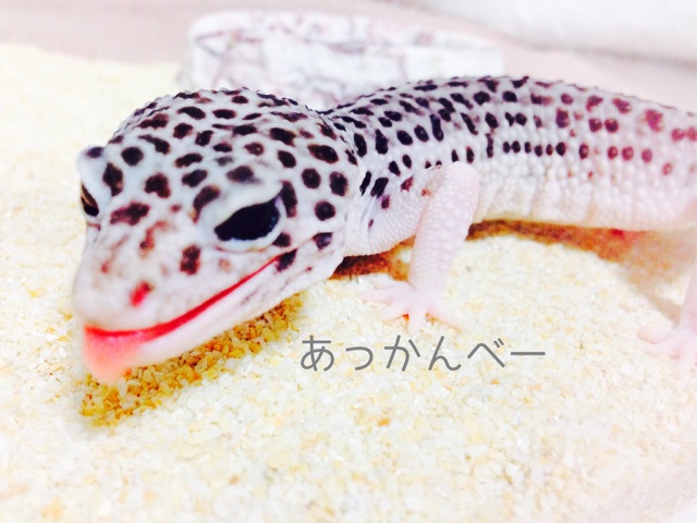 f:id:leopa0619:20140725075013j:plain f:id:leopa0619:20140725075013j:plain