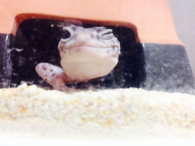 f:id:leopa0619:20140728004846j:plain f:id:leopa0619:20140728004846j:plain
