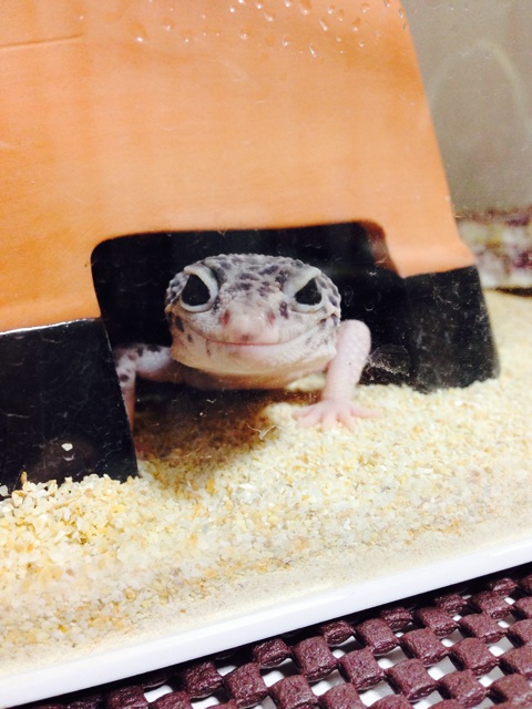 f:id:leopa0619:20140728004958j:plain f:id:leopa0619:20140728004958j:plain