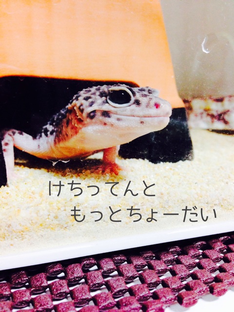 f:id:leopa0619:20140728083727j:plain f:id:leopa0619:20140728083727j:plain