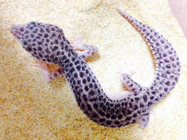 f:id:leopa0619:20140728213006j:plain f:id:leopa0619:20140728213006j:plain