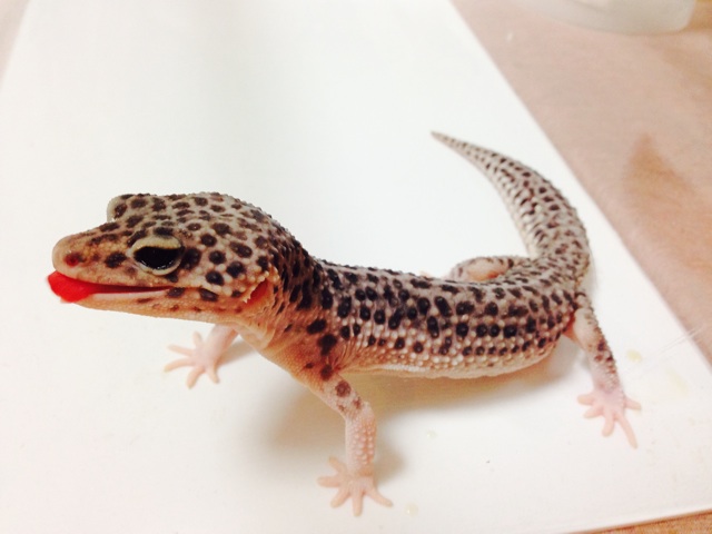 f:id:leopa0619:20140728213216j:plain f:id:leopa0619:20140728213216j:plain