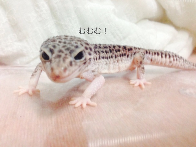 f:id:leopa0619:20140730003359j:plain f:id:leopa0619:20140730003359j:plain