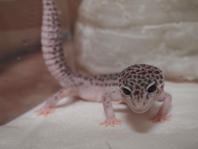f:id:leopa0619:20140804075718j:plain f:id:leopa0619:20140804075718j:plain