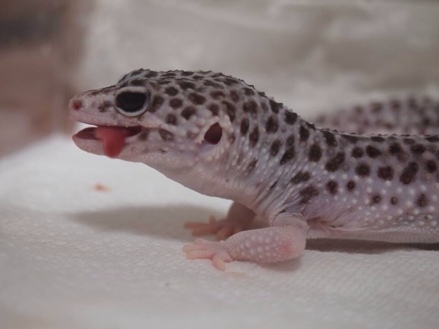 f:id:leopa0619:20140804075807j:plain f:id:leopa0619:20140804075807j:plain