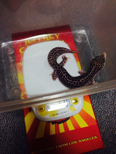 f:id:leopa0619:20140806002454j:plain f:id:leopa0619:20140806002454j:plain