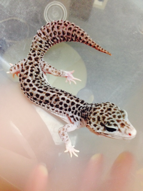 f:id:leopa0619:20140806002748j:plain f:id:leopa0619:20140806002748j:plain