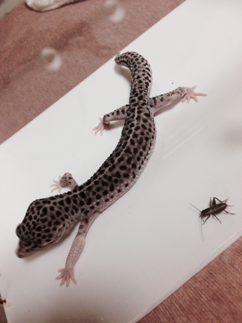f:id:leopa0619:20140806002842j:plain f:id:leopa0619:20140806002842j:plain