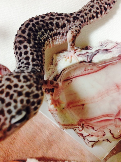 f:id:leopa0619:20140808082926j:plain f:id:leopa0619:20140808082926j:plain