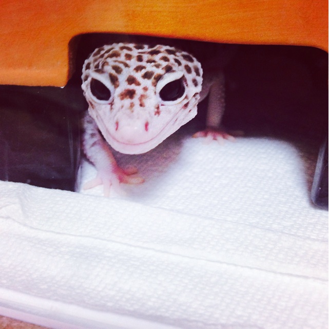 f:id:leopa0619:20140808083332j:plain f:id:leopa0619:20140808083332j:plain