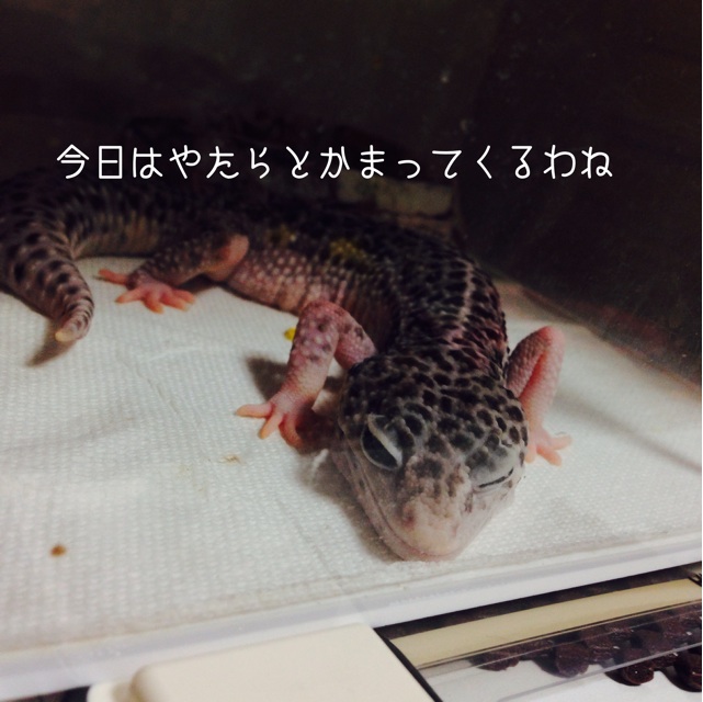 f:id:leopa0619:20140811221010j:plain f:id:leopa0619:20140811221010j:plain