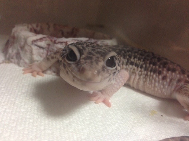 f:id:leopa0619:20140818193545j:plain f:id:leopa0619:20140818193545j:plain