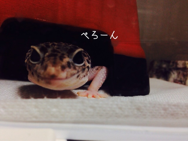 f:id:leopa0619:20140818193717j:plain f:id:leopa0619:20140818193717j:plain