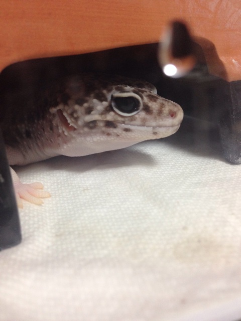 f:id:leopa0619:20140820002336j:plain f:id:leopa0619:20140820002336j:plain