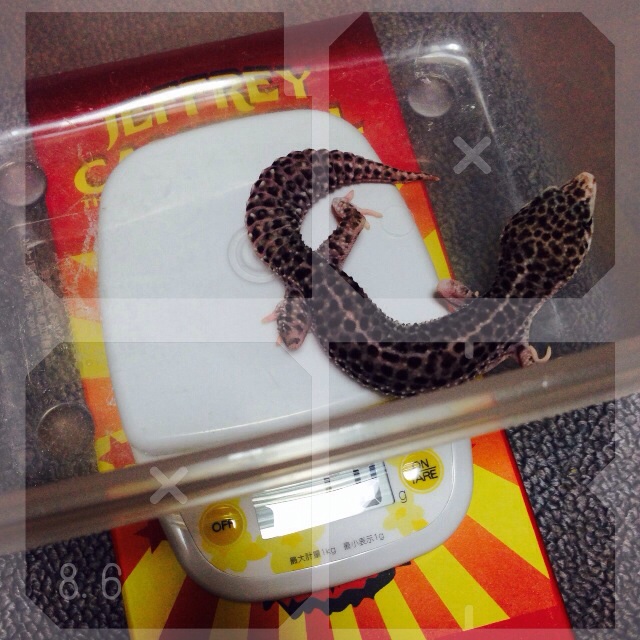 f:id:leopa0619:20140821233034j:plain f:id:leopa0619:20140821233034j:plain
