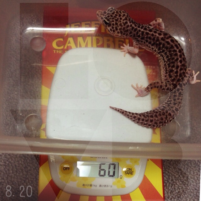 f:id:leopa0619:20140821233059j:plain f:id:leopa0619:20140821233059j:plain