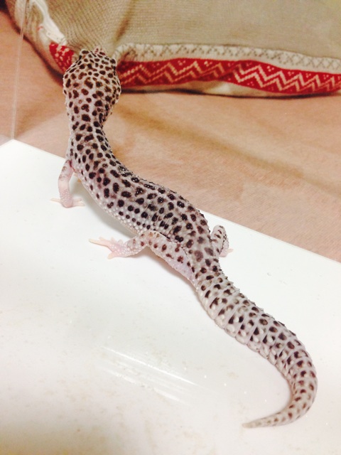 f:id:leopa0619:20140821233401j:plain f:id:leopa0619:20140821233401j:plain