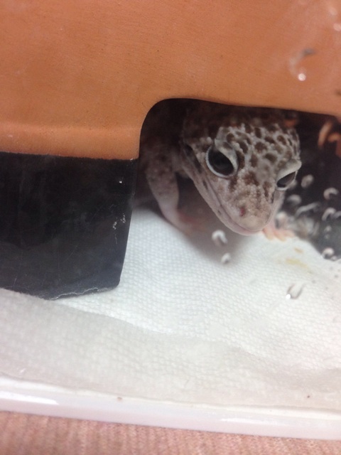 f:id:leopa0619:20140821233520j:plain f:id:leopa0619:20140821233520j:plain