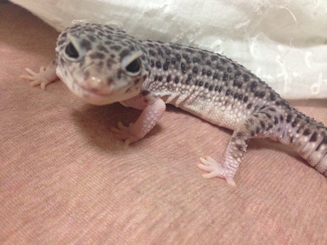 f:id:leopa0619:20140824210924j:plain f:id:leopa0619:20140824210924j:plain