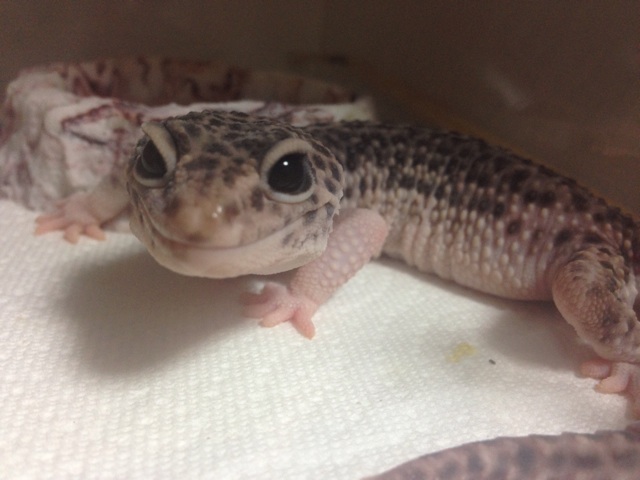 f:id:leopa0619:20140827080039j:plain f:id:leopa0619:20140827080039j:plain