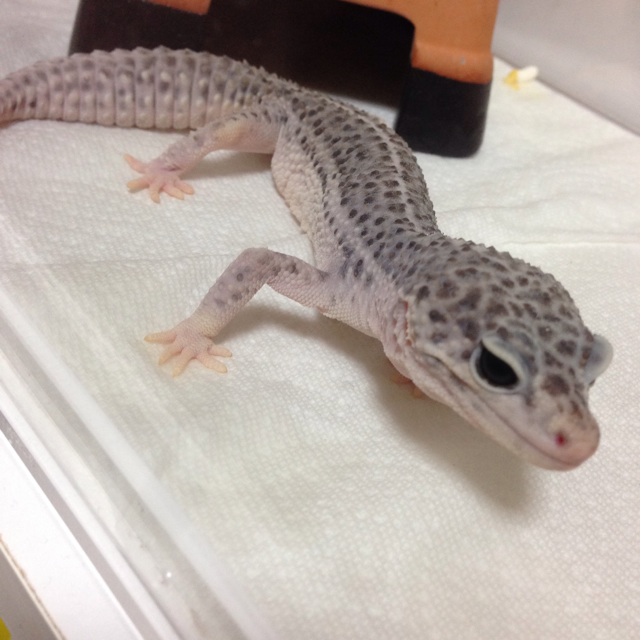 f:id:leopa0619:20140905075147j:plain f:id:leopa0619:20140905075147j:plain