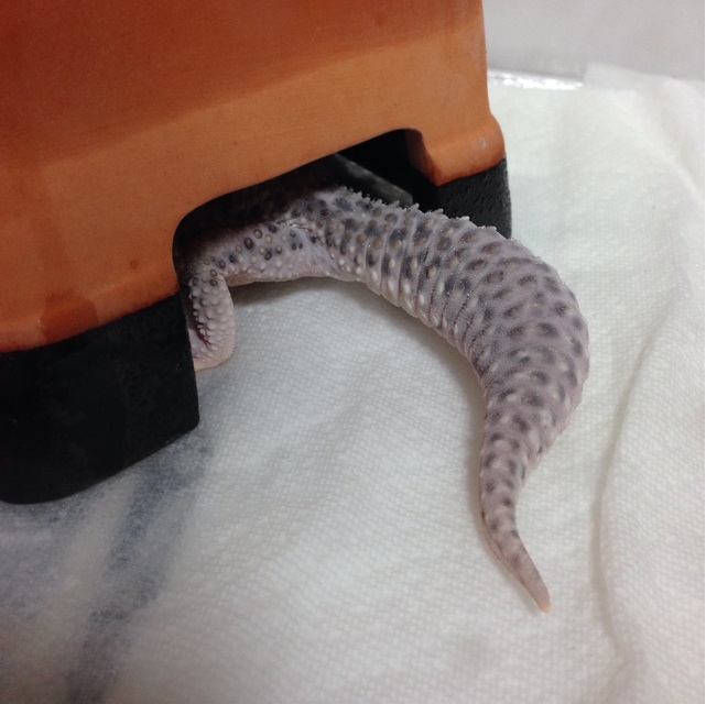 f:id:leopa0619:20140905075343j:plain f:id:leopa0619:20140905075343j:plain