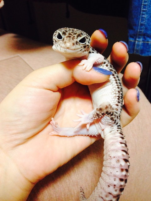 f:id:leopa0619:20140905075448j:plain f:id:leopa0619:20140905075448j:plain
