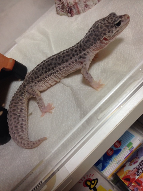 f:id:leopa0619:20140905075801j:plain f:id:leopa0619:20140905075801j:plain