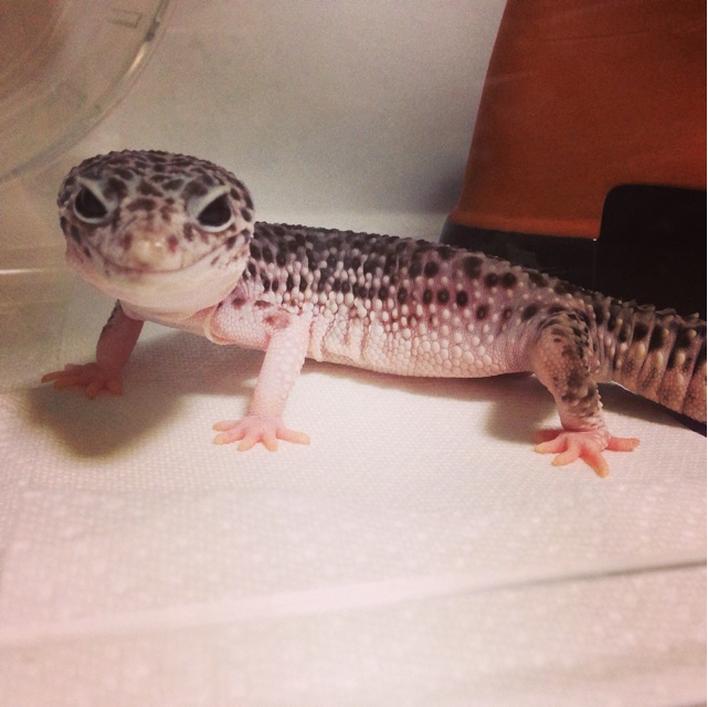 f:id:leopa0619:20140924081357j:plain f:id:leopa0619:20140924081357j:plain