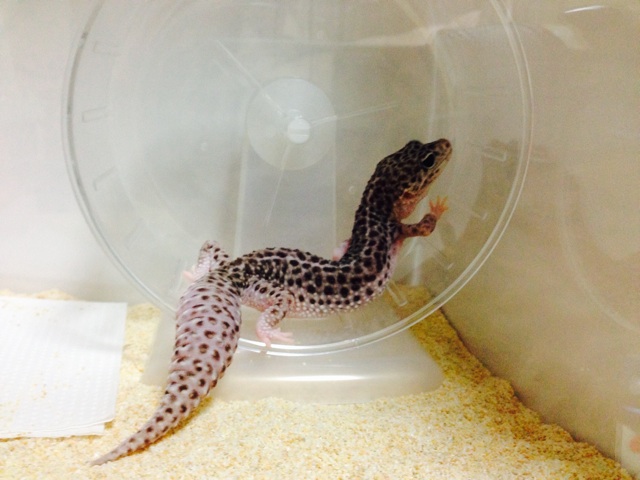 f:id:leopa0619:20140924081652j:plain f:id:leopa0619:20140924081652j:plain