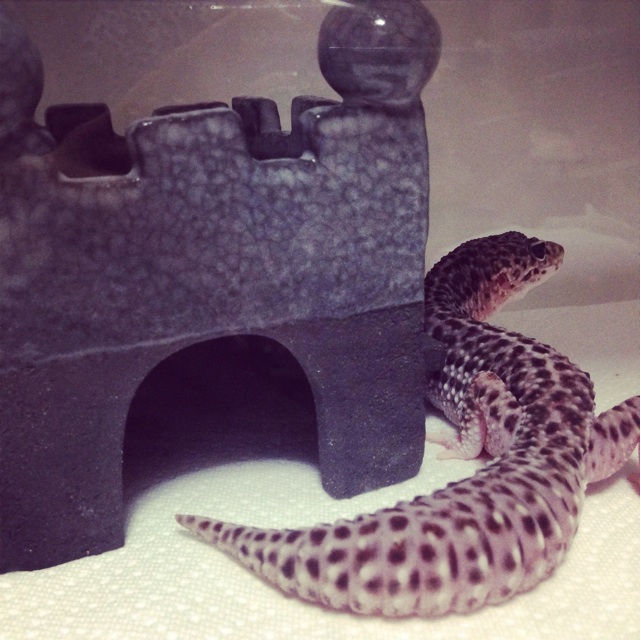 f:id:leopa0619:20141006073059j:plain f:id:leopa0619:20141006073059j:plain