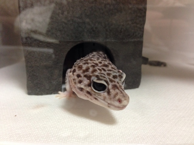 f:id:leopa0619:20141010213957j:plain f:id:leopa0619:20141010213957j:plain