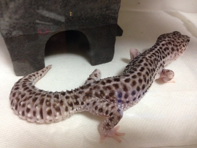 f:id:leopa0619:20141010214011j:plain f:id:leopa0619:20141010214011j:plain